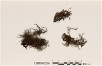 藏品(瘤枝樹花)的圖片